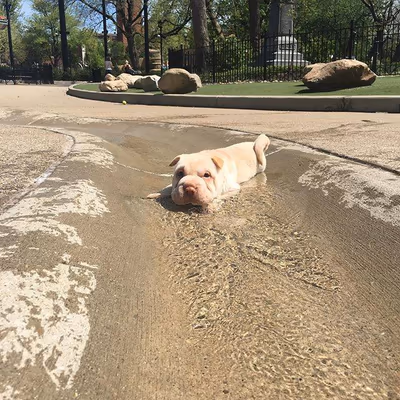 Dog Park at Washington Park